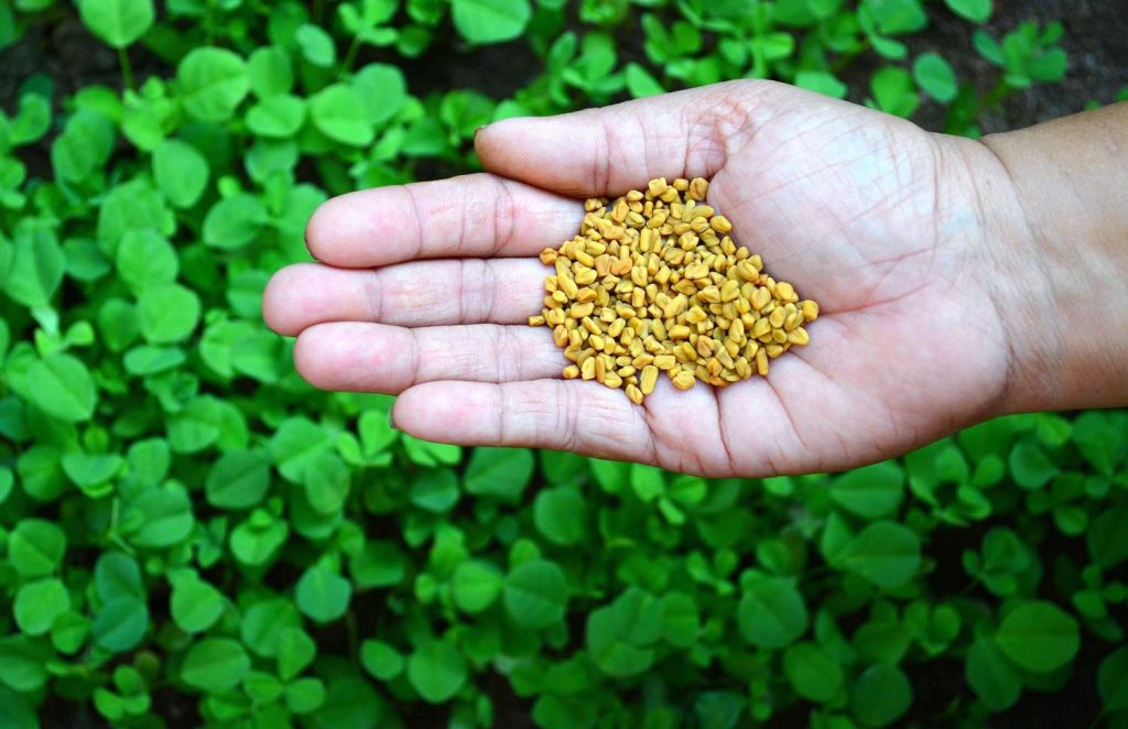Schinduf: superaliment care elimină toxinele din organism și curăță sistemul digestiv + alte proprietăți medicinale puternice
