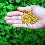 Schinduf: superaliment care elimină toxinele din organism și curăță sistemul digestiv + alte proprietăți medicinale puternice