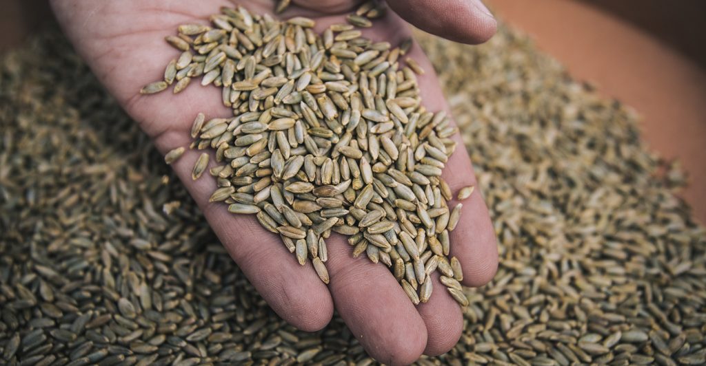 Segale: uno dei cereali più importanti e benefici straordinari