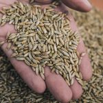 Segale: uno dei cereali più importanti e benefici straordinari