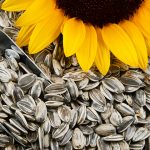Medico spiega cosa succede con il colesterolo se mangi semi di girasole e quali altri benefici hanno