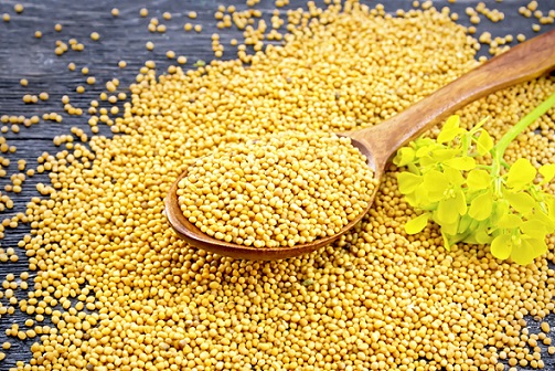 I semi di senape apportano un valore aggiunto a diverse preparazioni, ma sapevi che sono un rimedio naturale per molte affezioni?