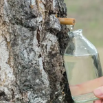 Come le persone usavano il succo di betulla per purificare il sangue
