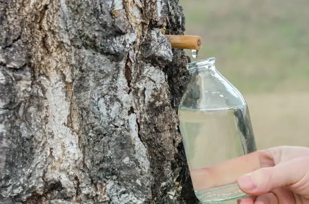 Come le persone usavano il succo di betulla per purificare il sangue