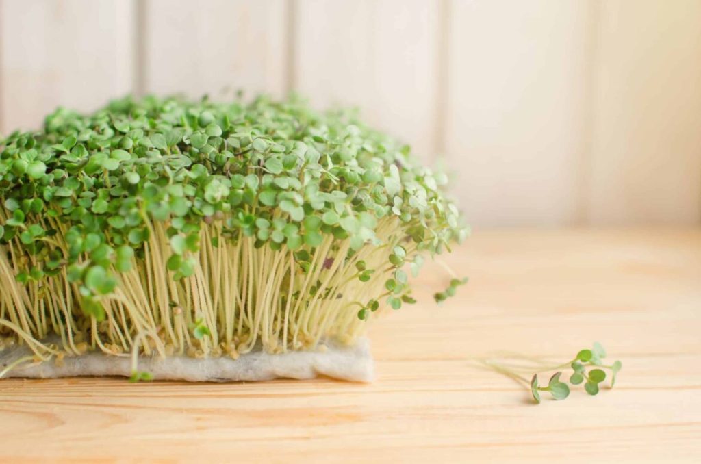 Le microgreens di broccoli: il superalimento concentrato in potere e salute, azione nella prevenzione del cancro e protezione del DNA