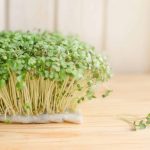 Le microgreens di broccoli: il superalimento concentrato in potere e salute, azione nella prevenzione del cancro e protezione del DNA