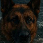I marinai hanno osservato un cane che nuotava in mezzo al mare