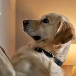 Questa mattina mi sono svegliato perché il mio cane grattava il muro