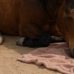 Credevano che fosse solo un cavallo ferito, sdraiato a terra