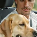 Durante un viaggio in auto, il mio cane mi guardava insistentemente e abbaiava