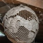 Credevo fosse solo un nido di vespe… ma non lo era…