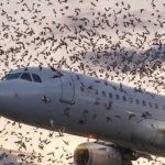 Gli uccelli hanno circondato improvvisamente l’aereo, costringendo i piloti a un atterraggio d’emergenza