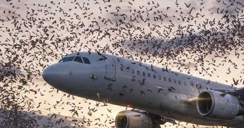 Gli uccelli hanno circondato improvvisamente l’aereo, costringendo i piloti a un atterraggio d’emergenza