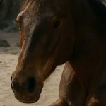 Credevano fosse solo un cavallo ferito, disteso a terra… fino a quando non scoprirono cosa stava proteggendo sotto il suo corpo.