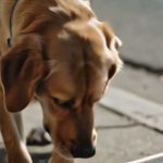 Il cane guarda ogni giorno nel tombino, e quando è stato aperto – la gente è rimasta scioccata!