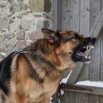 Dopo 4 anni di silenzio, il cane poliziotto ha iniziato ad abbaiare verso la casa vicina