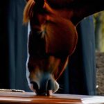 Durante il funerale, un cavallo è apparso dal bosco e ha corso dritto verso la bara