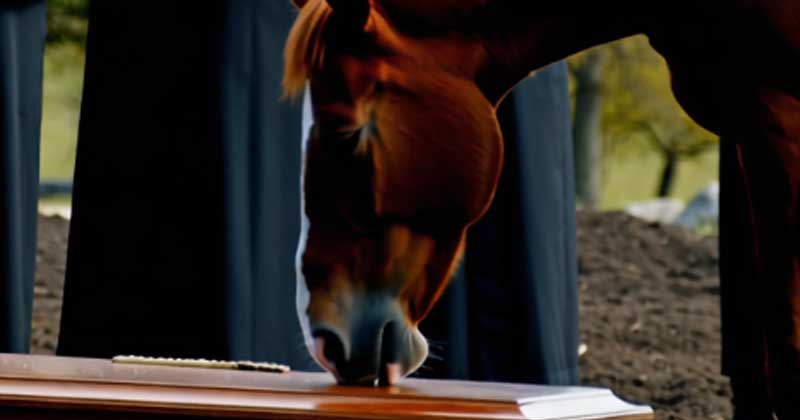 Durante il funerale, un cavallo è apparso dal bosco e ha corso dritto verso la bara