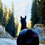 Le persone sull’autobus hanno notato un cavallo che correva accanto