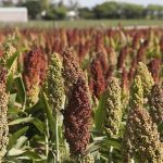 Il sorgo: un cereale dimenticato che sta tornando forte nell’alimentazione moderna