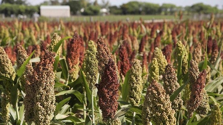 Il sorgo: un cereale dimenticato che sta tornando forte nell’alimentazione moderna