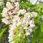 I fiori di acacia: dolcezza della natura che guarisce: ricette, benefici e modi di utilizzo