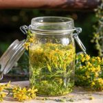 La Solidago, il miglior alleato naturale contro le infezioni e l’incontinenza urinaria