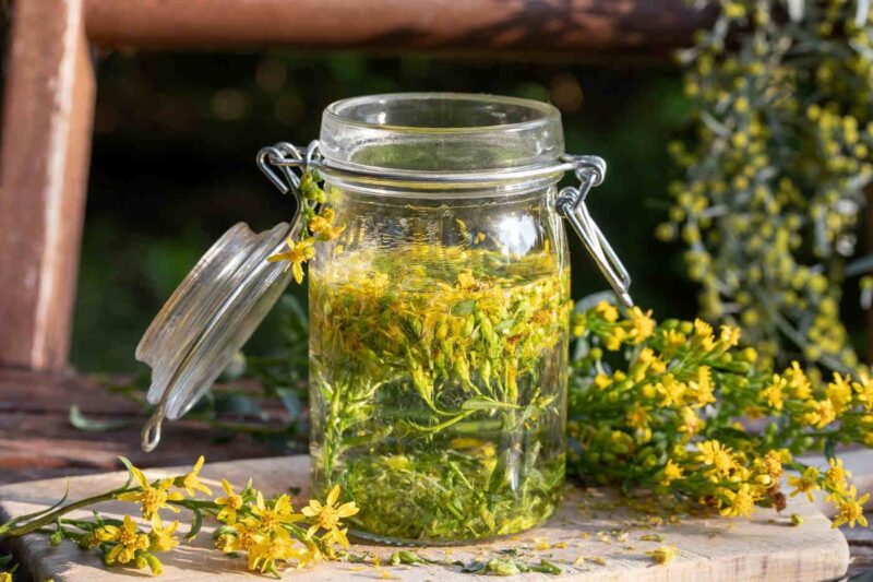 La Solidago, il miglior alleato naturale contro le infezioni e l’incontinenza urinaria