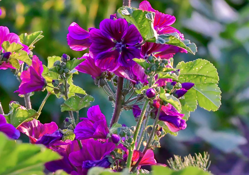 Cura con tè di malva per il sollievo naturale del colon irritabile
