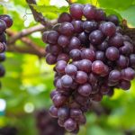 Uva: i frutti dell’autunno che ostacolano la moltiplicazione delle cellule maligne, riducono il colesterolo e trattano molte altre malattie