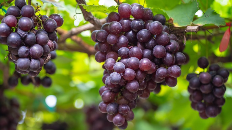 Uva: i frutti dell’autunno che ostacolano la moltiplicazione delle cellule maligne, riducono il colesterolo e trattano molte altre malattie