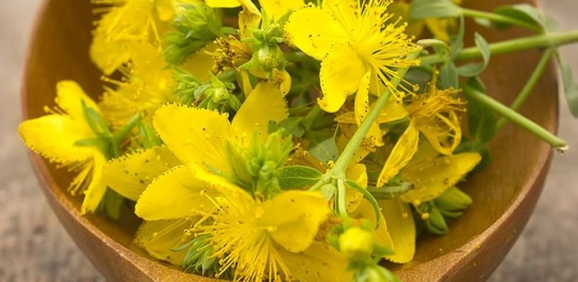 La Hypericum este il più potente antidepressivo naturale: benefici e utilizzi