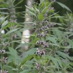 Talpa gtei balsamo per cuore e pensieri
