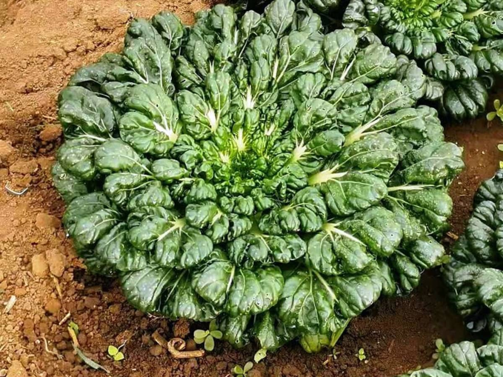 Tatsoi (spinacio giapponese) Nutrizione, benefici e condizioni di crescita