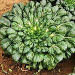 Tatsoi (spinacio giapponese) Nutrizione, benefici e condizioni di crescita