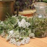 Tinctura di Achillea millefolium e Salvia per squilibri ormonali