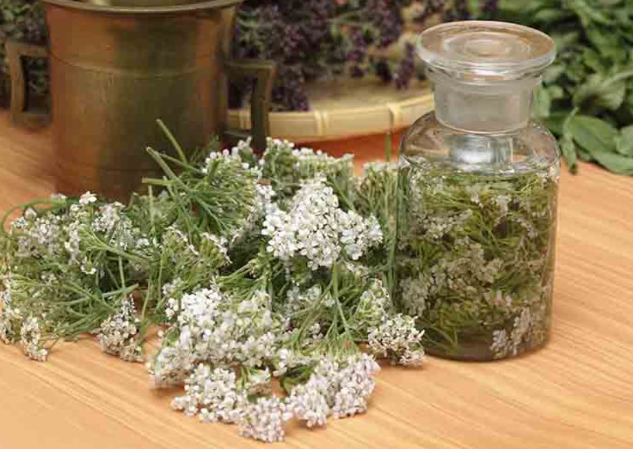Tinctura di Achillea millefolium e Salvia per squilibri ormonali