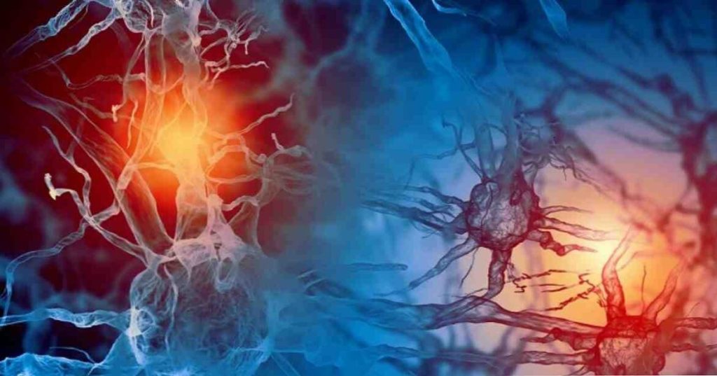 Piccolo guida alle piante che supportano la salute ormonale della donna