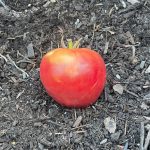 La frutta che non si deteriora: È stata comprata un mese fa, non so cosa ci mettano dentro