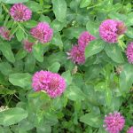 Sciroppo di fiori di trifoglio rosso detox per sangue e pelle (ricetta e consumo)