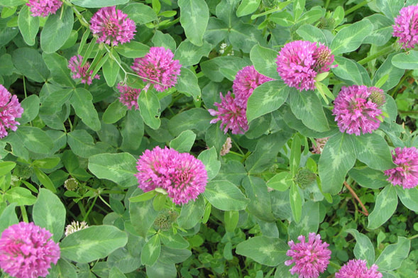 Sciroppo di fiori di trifoglio rosso detox per sangue e pelle (ricetta e consumo)
