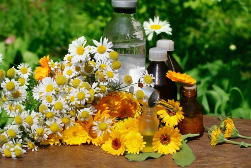 Le piante medicinali da raccogliere a maggio-giugno per una profonda purificazione dell’organismo