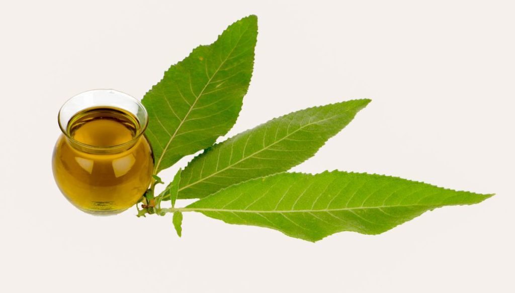 Olio di canfora per la salute della pelle, riduzione del dolore e molto altro