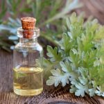 L’olio di assenzio applicazioni esterne per parassiti e circolazione