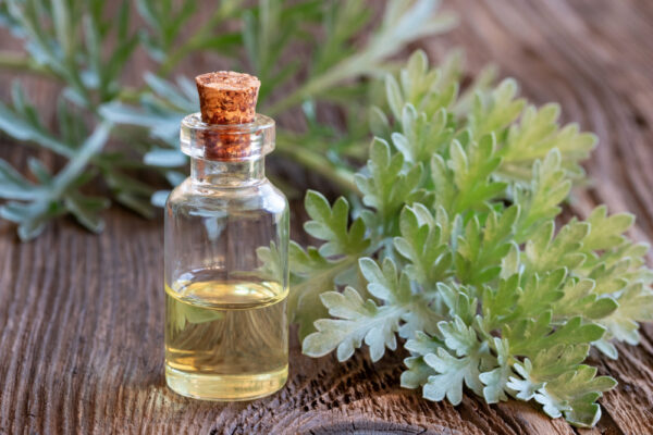 L’olio di assenzio applicazioni esterne per parassiti e circolazione