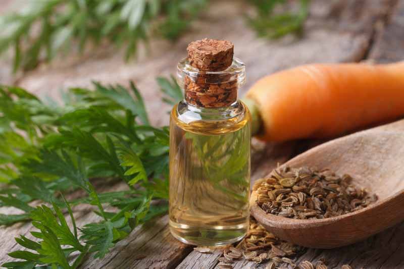 Olio di semi di carota: grandi benefici per la salute, la pelle e i capelli