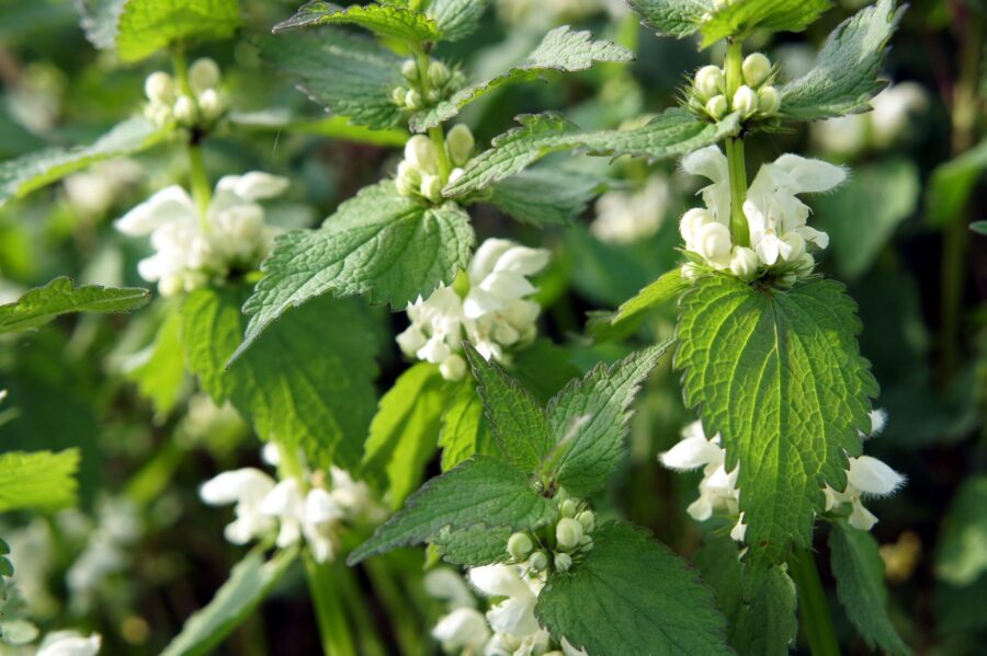 Urtica morta: pianta delicata cu efecte profunde asupra pielii, rinichilor si sistemului respirator