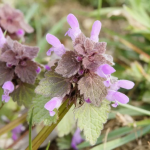 Urtica morta viola benefici per la salute e utilizzi in medicina naturale e tradizionale