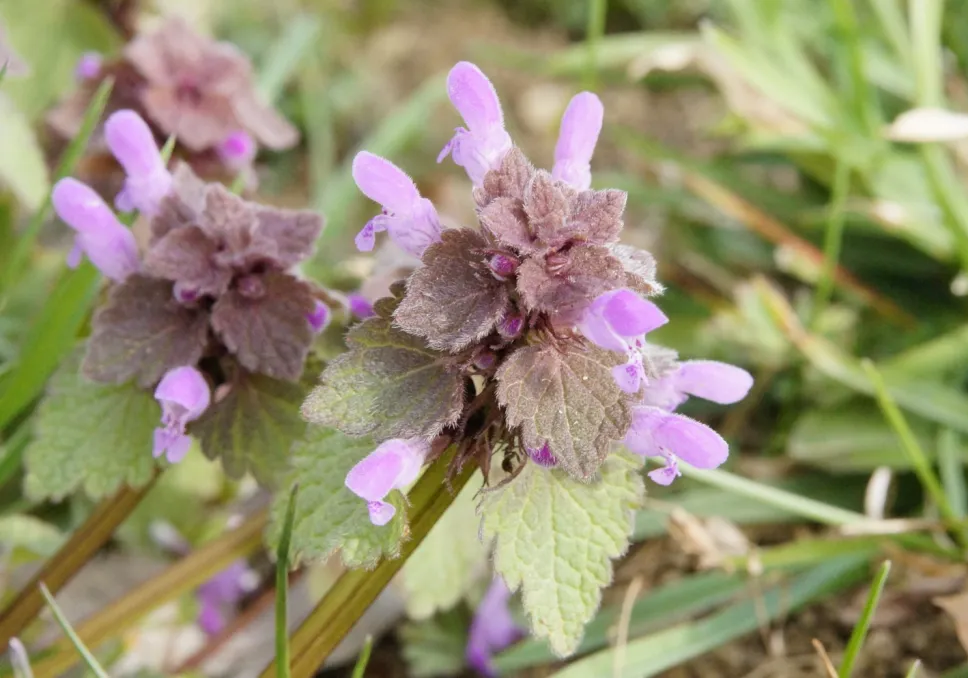 Urtica morta viola benefici per la salute e utilizzi in medicina naturale e tradizionale