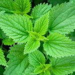 La nettle è utilizzata da millenni per le sue qualità terapeutiche
